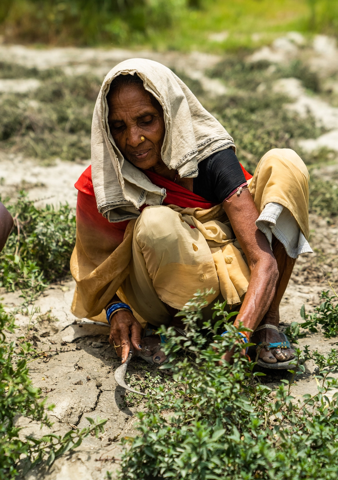 【ドテラ エッセンシャルオイル】ペパーミント＆森の音＆オンガード ３本セット ドテラ エッセンシャルオイル】ペパーミント＆森の音